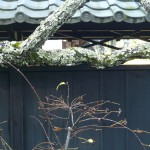 branch-roof-kamakura-musique21-huillet