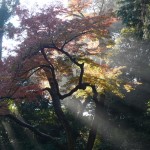 forest-kamakura-musique21-huillet