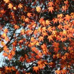 maple-leaves-kamakura-musique21-huillet