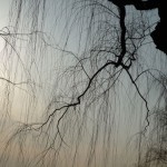 tree-beijing-abstract-musique21-huillet