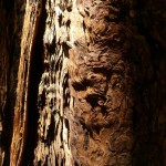 sequoia-california-musique21-huillet